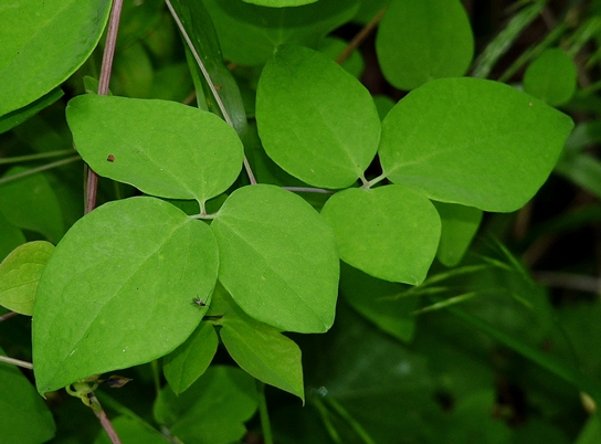{Clematis glaucophylla}